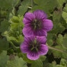 Geranium X Perfect Storm Cranesbill