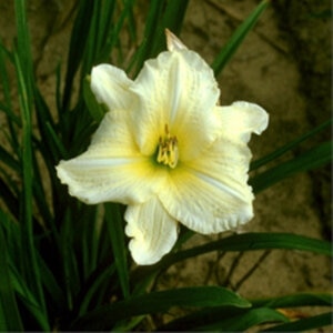 Hemerocallis X Joan Senior Daylily