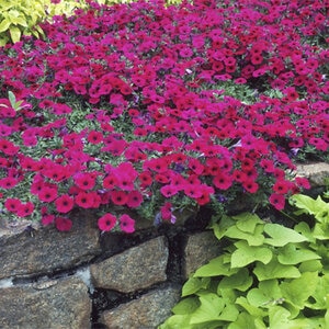 Petunia X Hybrida Wave Purple Spreading Petunia