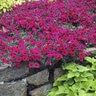 Petunia X Hybrida Wave Purple Spreading Petunia