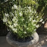Gaura Lindheimeri So White Gaura