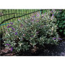 Hebe X Franciscana Variegata Variegated Hebe