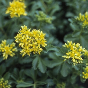 Sedum Kamtschaticum Orange Stonecrop