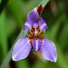 Neomarica Caerulea Regina Giant Apostle Walking Iris