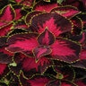 Coleus scutellarioides Chocolate Covered Cherry Coleus