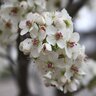 Pyrus Calleryana Capital Flowering Pear 1.5 in. Caliper Ball and Burlap