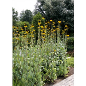 Rudbeckia Maxima Coneflower