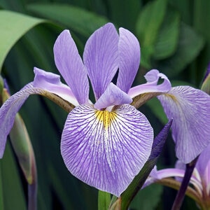 Iris Virginica Southern Blue Flag