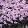 Phlox Subulata Candy Stripe Phlox