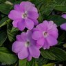 Impatiens X Hybrida SunPatiens Compact Orchid New Guinea Impatiens