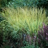 Molinia Caerulea Variegata Variegated Moor Grass