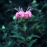 Monarda Fistulosa Wild Bergamot