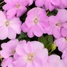Impatiens X Hybrida SunPatiens Compact Orchid New Guinea Impatiens 1 gal. Container