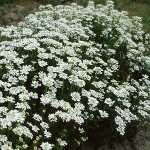 Iberis Sempervirens Candytuft