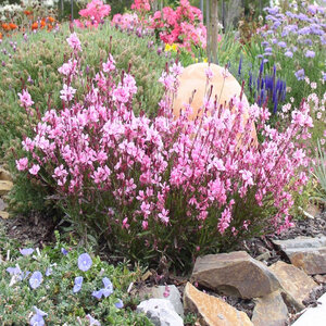 Gaura Lindheimeri Passionate Blush Gaura