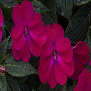 Impatiens X Hybrida SunPatiens Compact Rose Glow New Guinea Impatiens