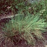 Festuca Idahoensis Idaho Fescue