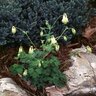 Aquilegia Canadensis Corbett Columbine
