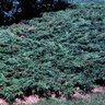 Juniperus Sabina Skandia Savin Juniper