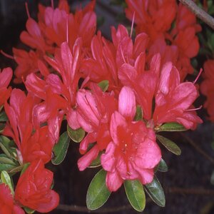 Rhododendron X Hershey Red Azalea