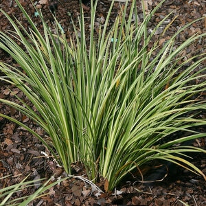 Acorus Gramineus Variegatus Grassy-Leaved Sweet Flag