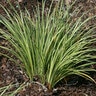 Acorus Gramineus Variegatus Grassy-Leaved Sweet Flag