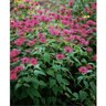 Monarda Didyma Marshalls Delight Bee Balm