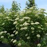 Viburnum Dentatum Christom Blue Muffin Proven Winners Arrowwood Viburnum 6 ft. Ball and Burlap