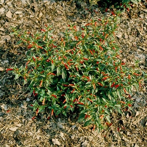 Cuphea Ignea Cigar Plant