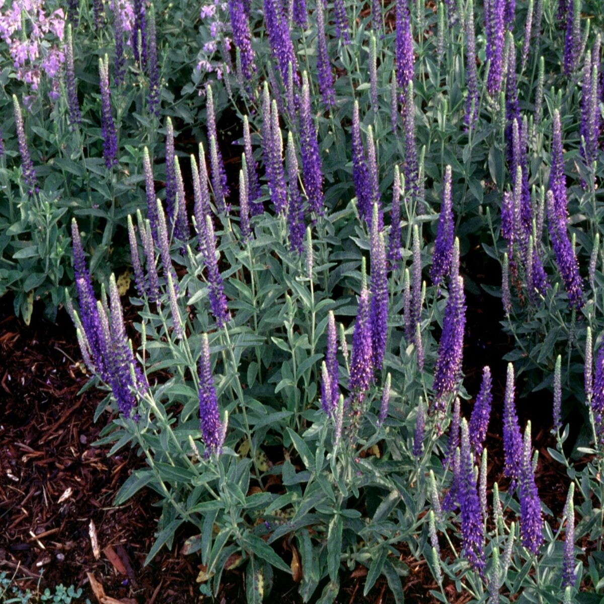 Veronica Alpina Goodness Grows Speedwell | SiteOne US