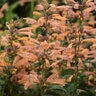 Agastache hybrid Mango Tango Hyssop