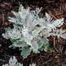 Senecio Cineraria Silverdust Dusty Miller