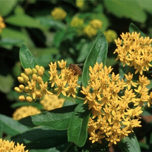 Asclepias Tuberosa Hello Yellow Milkweed