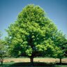 Quercus Palustris Pin Oak 1.5 in. Caliper Ball and Burlap