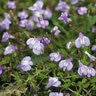 Mazus Reptans Creeping Mazus