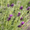 Lavandula Stoechas Winter Bee Spanish Lavender
