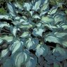 Hosta X Guardian Angel Plantain Lily