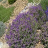 Lavandula Stoechas Winter Bee Spanish Lavender