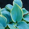 Hosta X Frosted Dimples Plantain Lily