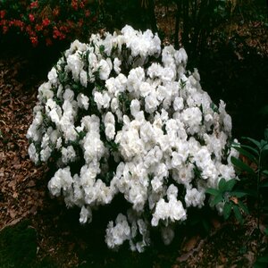 Rhododendron X Hardy Gardenia Linwood Azalea