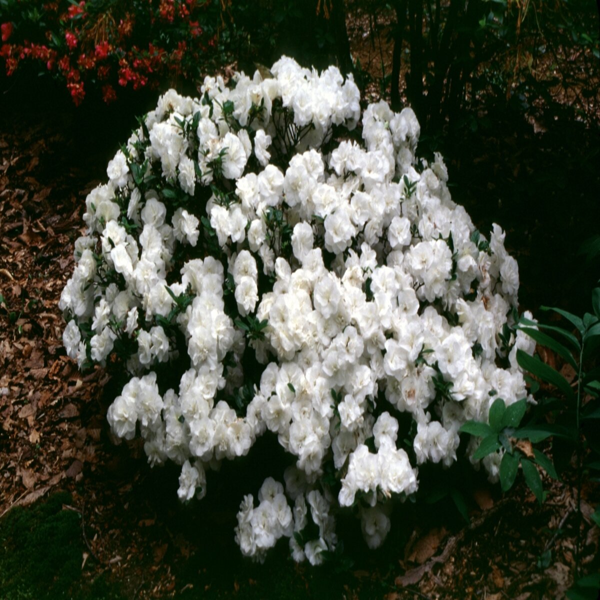 Rhododendron X Hardy Gardenia Linwood Azalea | SiteOne US