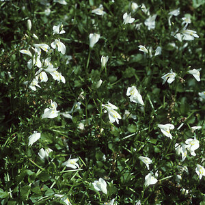 Mazus Reptans Albus White Creeping Mazus