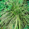 Carex Oshimensis Gold Strike Japanese Sedge