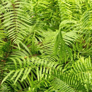 Thelypteris Kunthii Southern Shield Fern