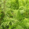 Thelypteris Kunthii Southern Shield Fern