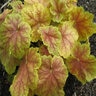 Heuchera X Tiramisu Coral Bells