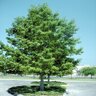 Quercus shumardii Shumard Oak 2.5 in. Caliper Ball and Burlap