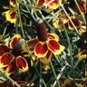 Ratibida Columnifera Mexican Hat