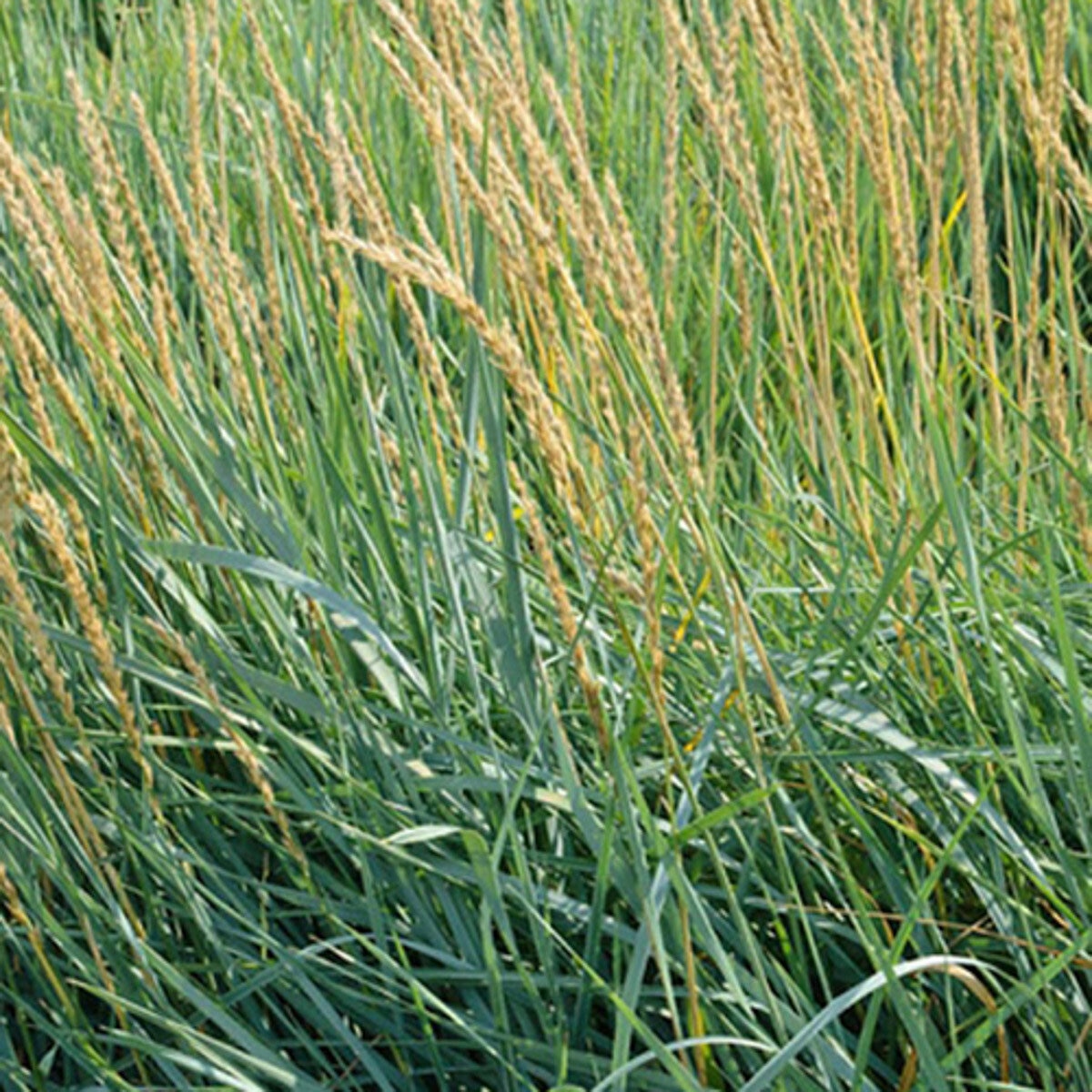 Leymus Triticoides Creeping Wild Rye | SiteOne US