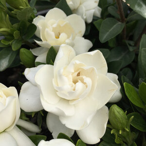 Gardenia Jasminoides Crown Jewel Cape Jasmine